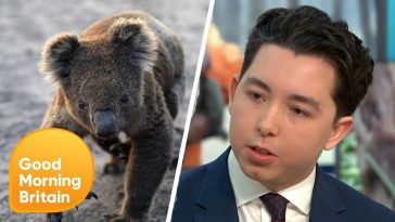 Jovem empresário sugere venda de peles de coalas mortos em incêndios e é criticado