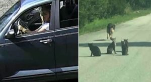 Câmera flagra mulher abandonando 10 gatos e um cão idoso em estrada