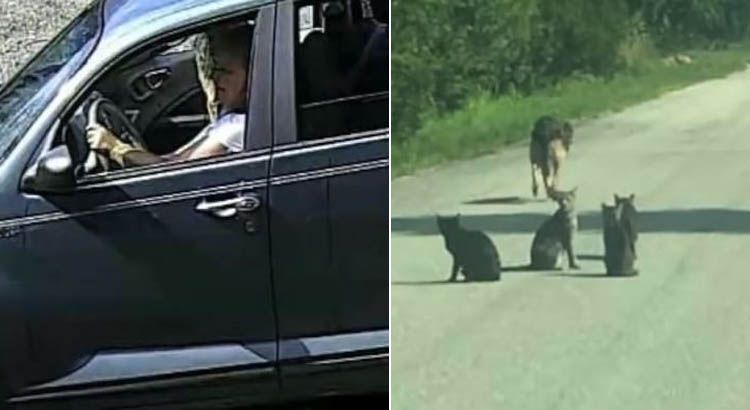 Câmera flagra mulher abandonando 10 gatos e um cão idoso em estrada