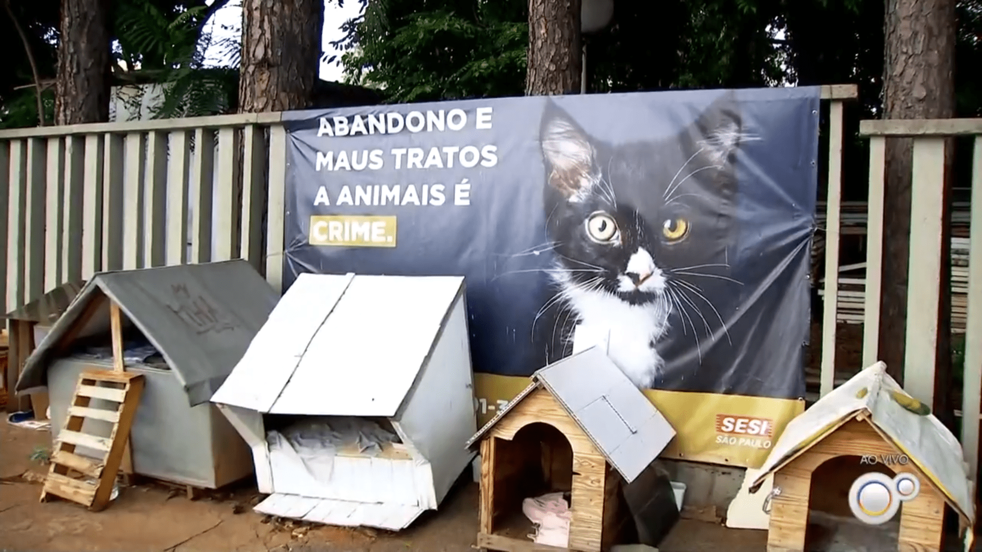 Abandono de gatos e cães