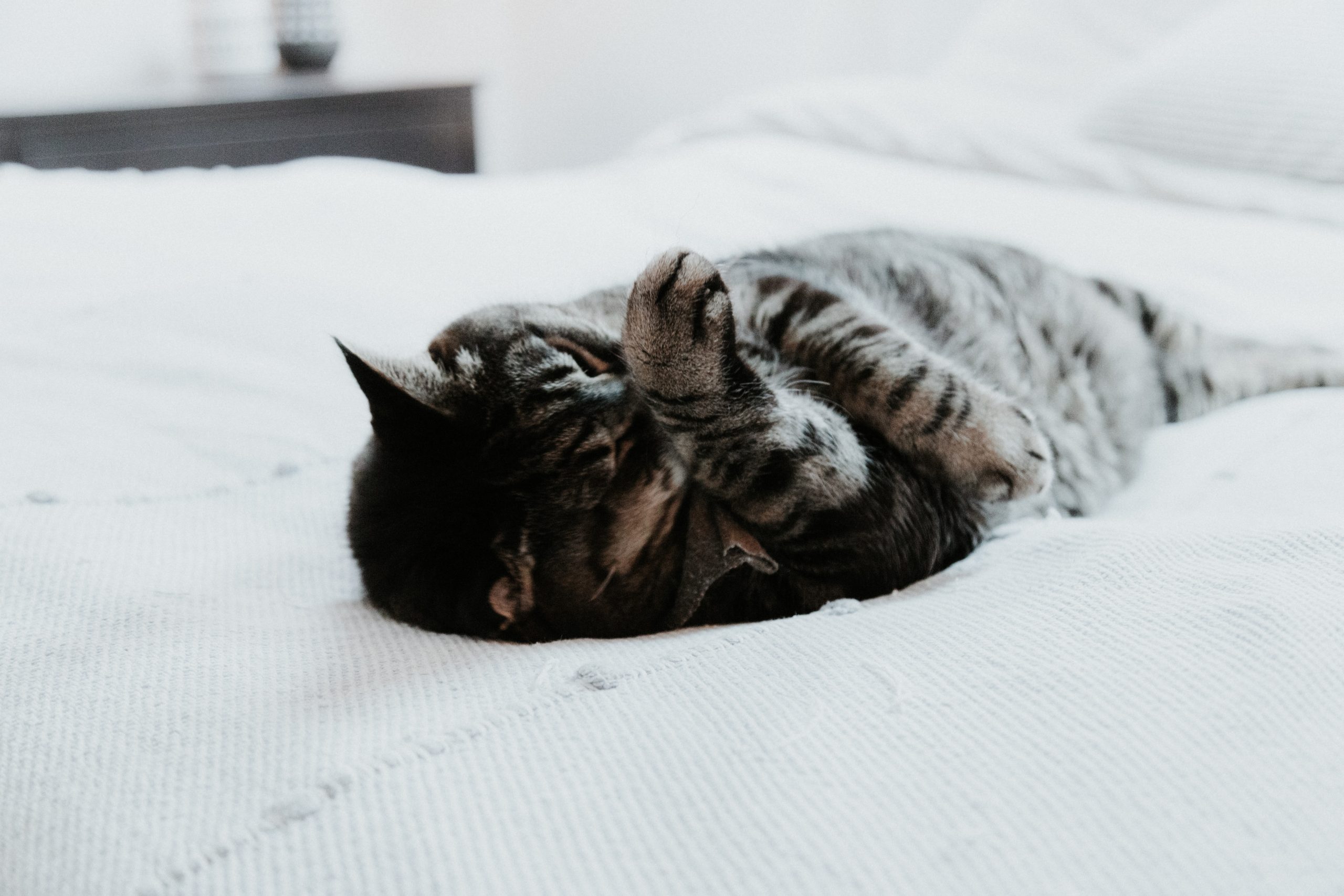 Gatos tomam banho