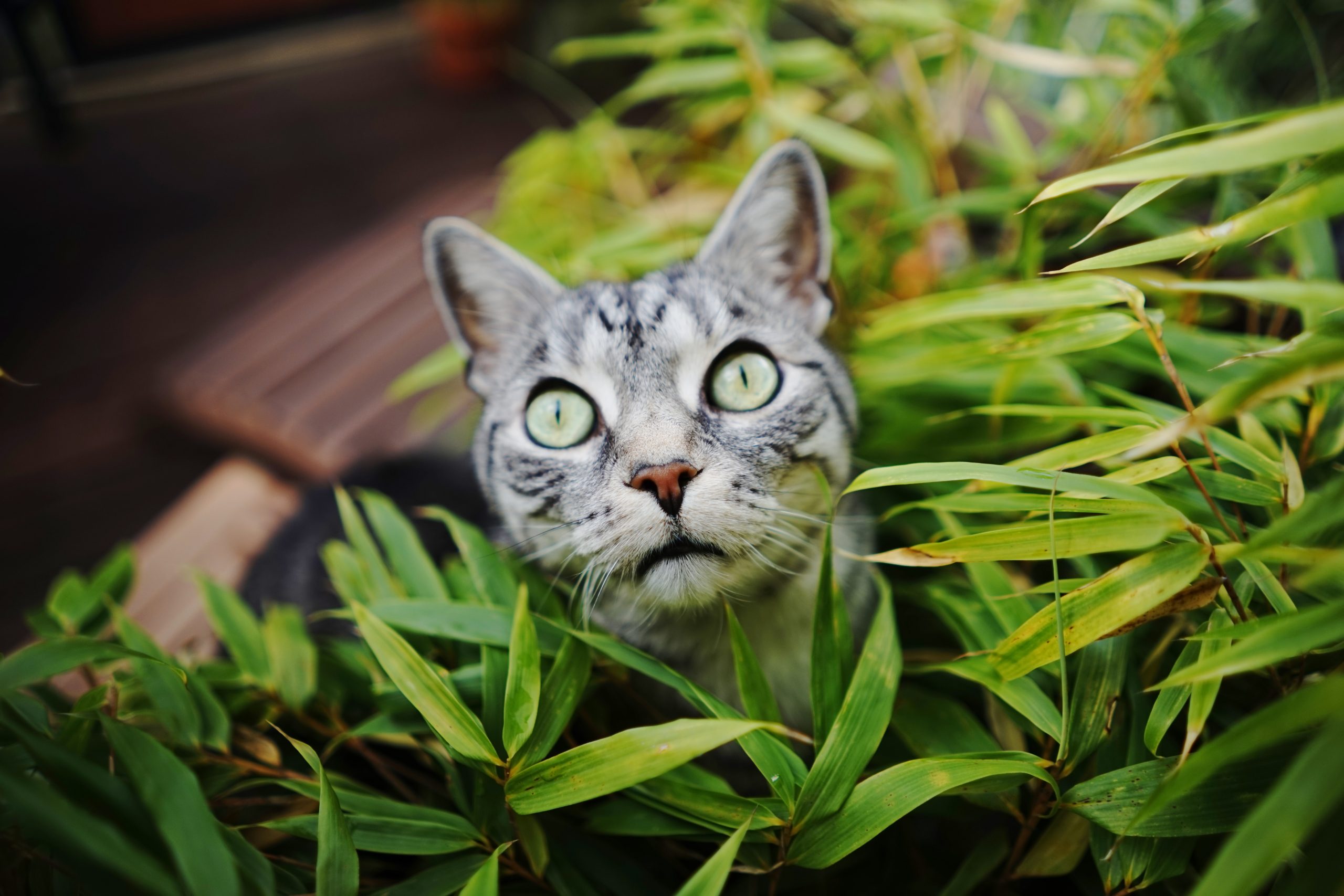 gatos e fogos de artifício