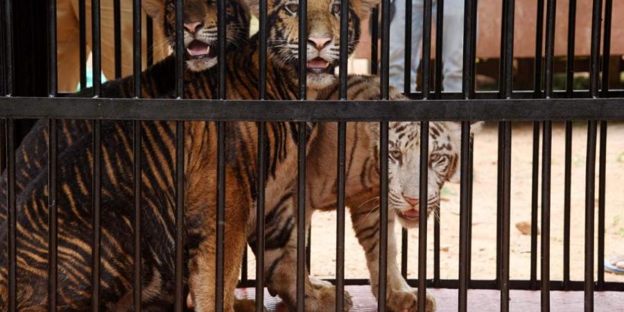 animais no zoológico de Wuhan