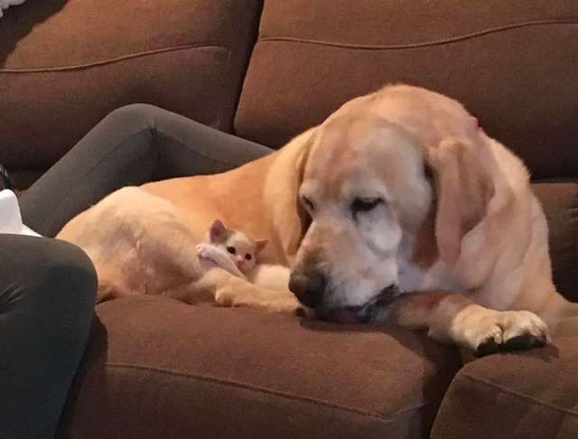 cão idoso e gatinha