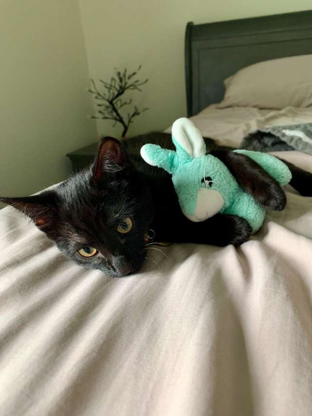 gato e ursinho de pelúcia