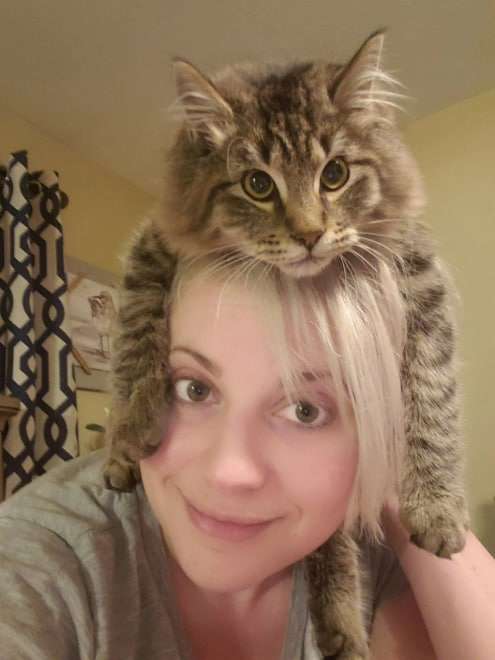 gato acha que é um chapéu