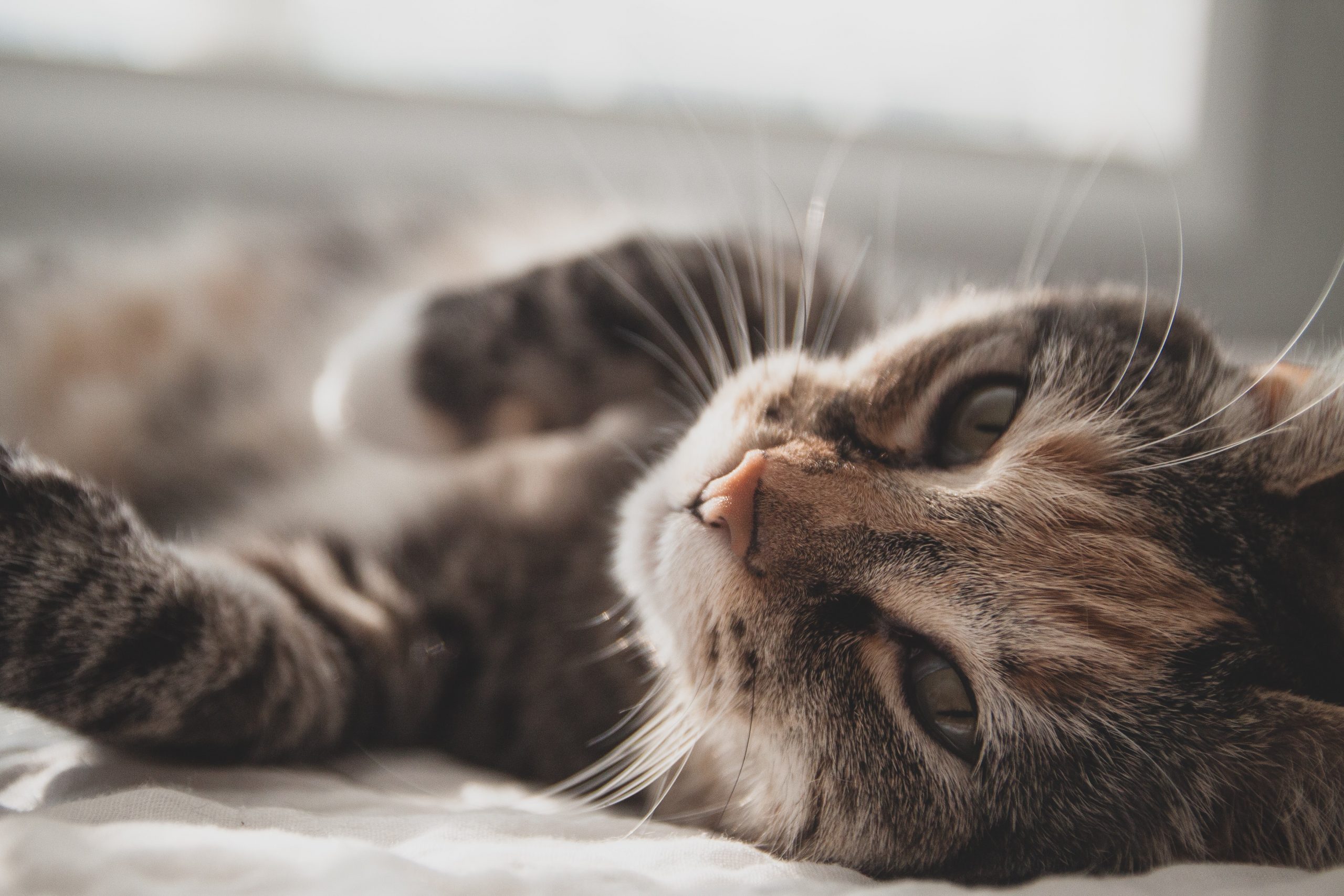 gatos ficam populares no Brasil