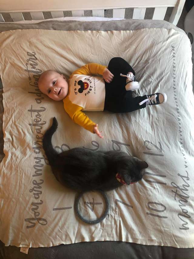 Gata que não gostava de pessoas se apaixona por bebê