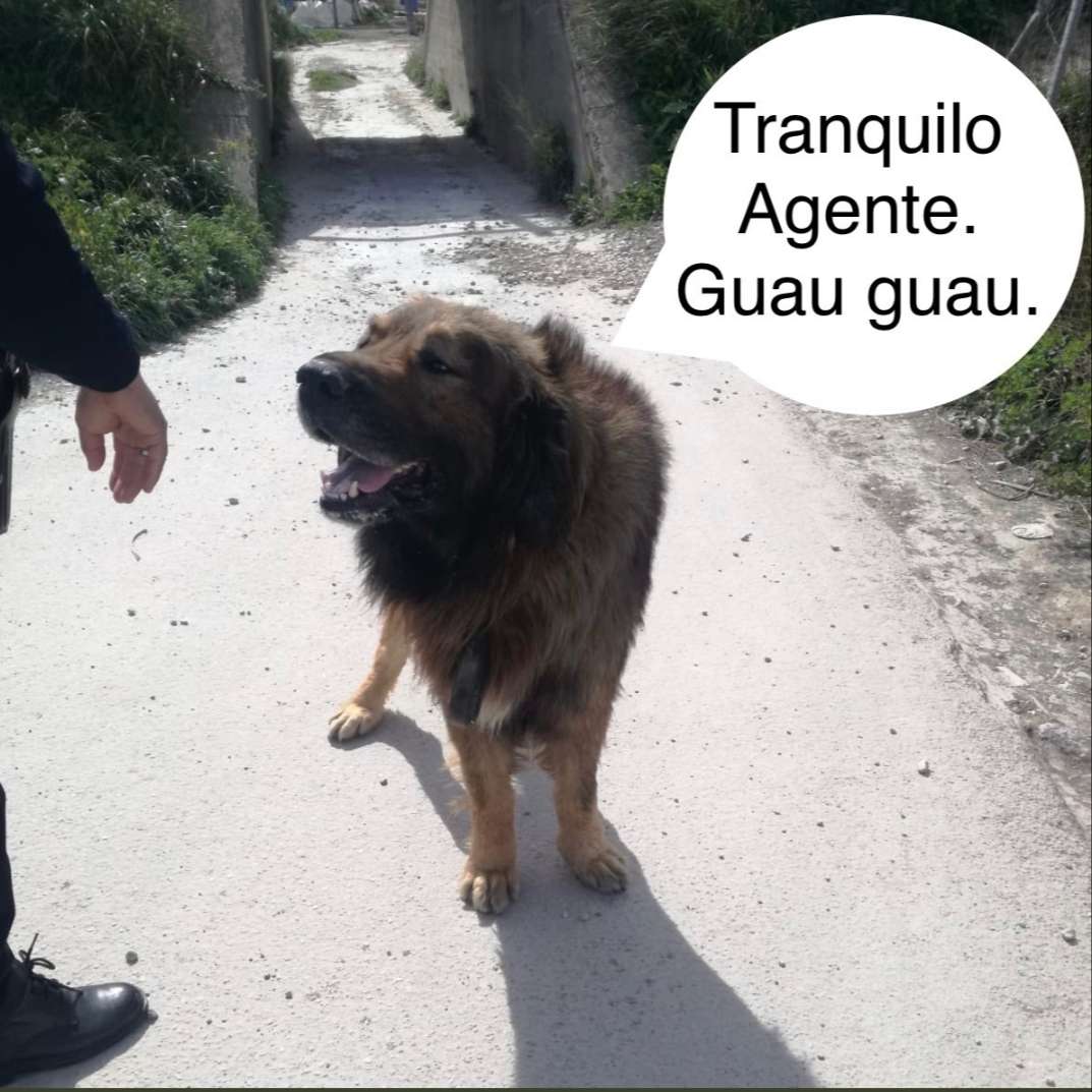 cachorro confundido com leão