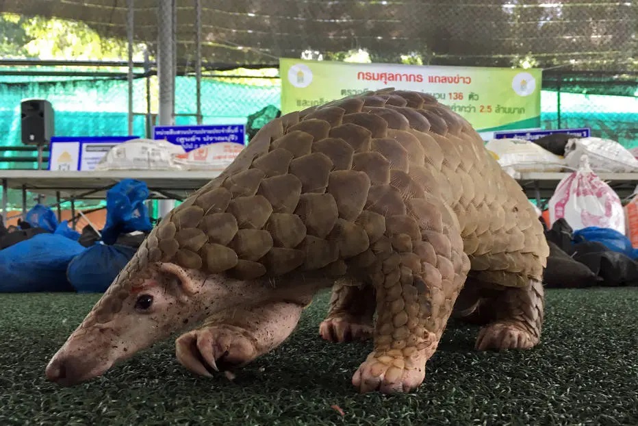 pangolins podem ser origem de surto de coronavírus