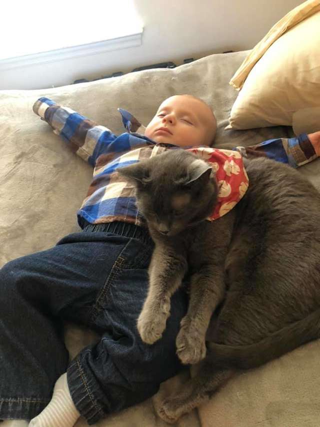 gata se apaixona por bebê