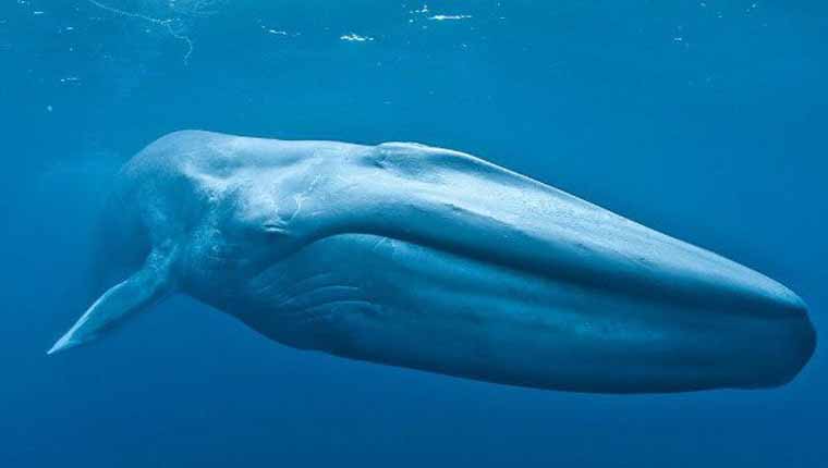 A baleia-azul é o maior animal do mundo
