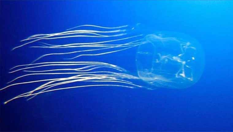 Curiosidades sobre animais A vespa-do-mar é o animal mais venenoso do mundo