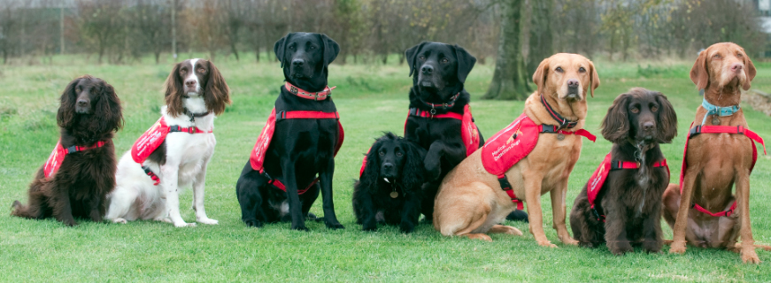 Cachorros que farejam coronavírus