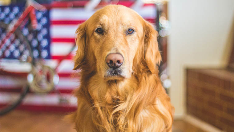 Cachorros treinados para farejar coronavírus