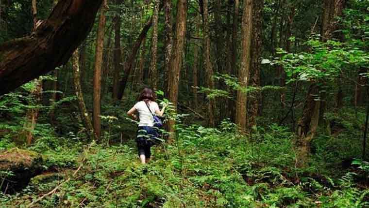 Floresta dos suicídios no Japão