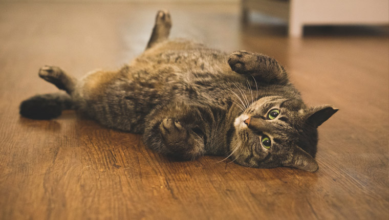 Formas de distrair seu gato
