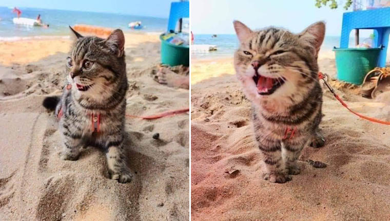 Gata foi à praia pela primeira vez