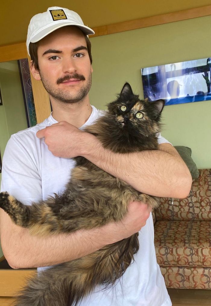 Gata pendurada em árvore