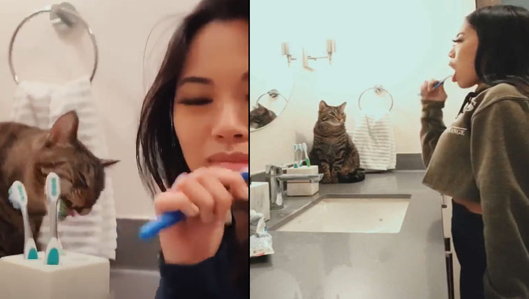 Gato aprendeu a escovar os dentes todas as manhãs com a dona