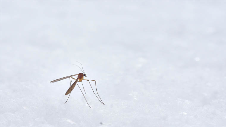 Mosquito mata