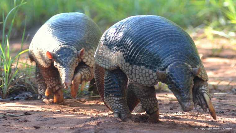 O tatu-canastra é o animal mais dorminhoco do mundo