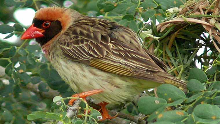 curiosidades sobre animais O tecelão-de-bico-vermelho é o pássaro mais comum do mundo