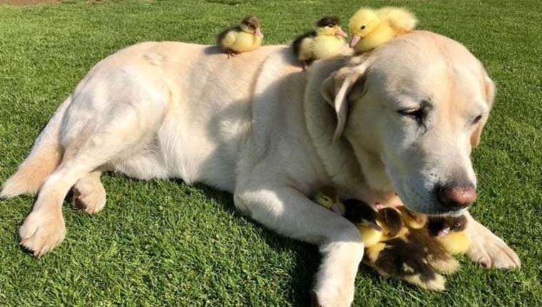 cachorro adotou patos