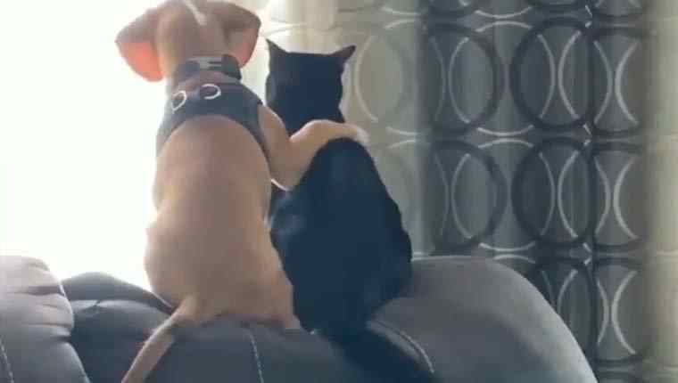 cachorro e gato abraçados