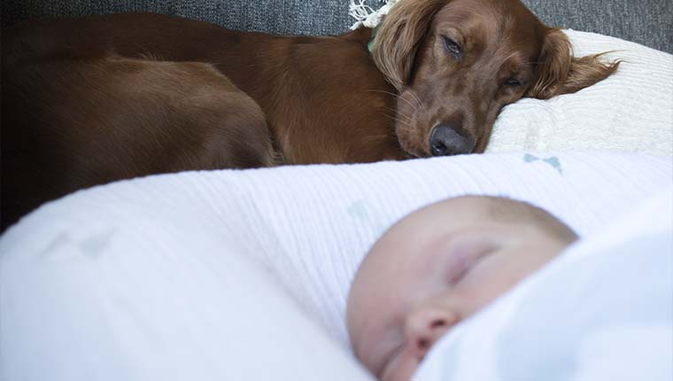 cachorros fazem bem para a saúde