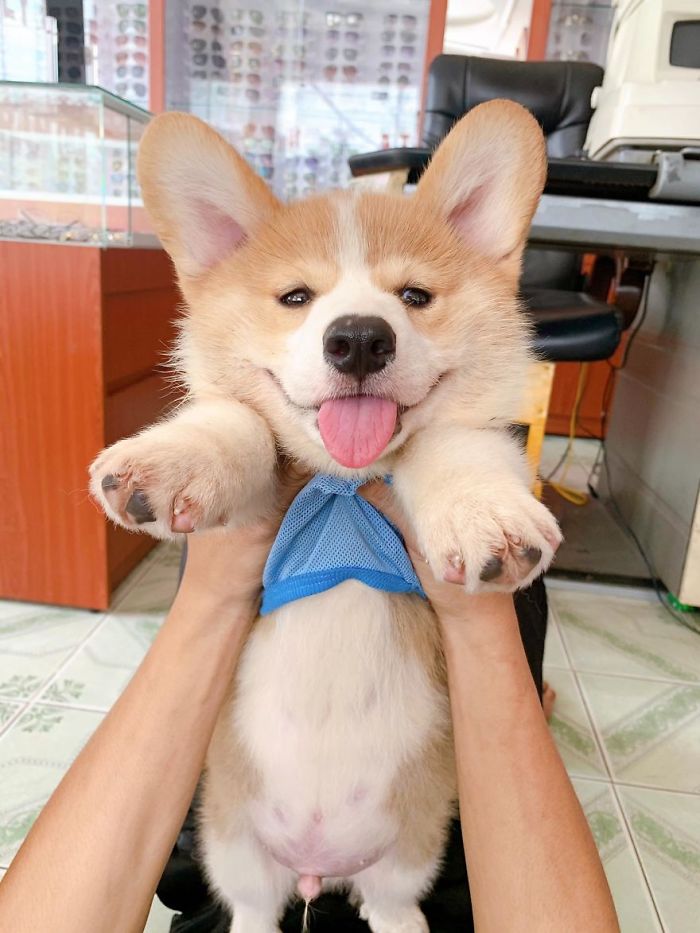 filhote de corgi