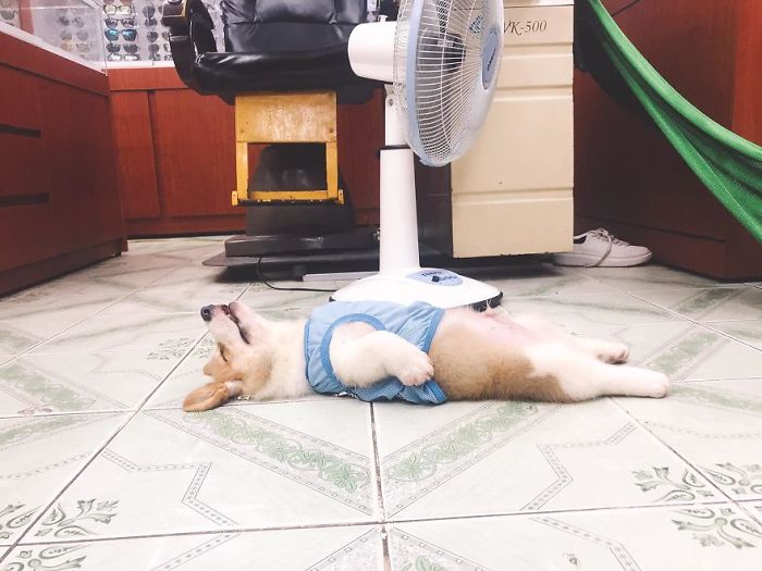 Cãozinho se lambuza de frutas vermelhas e quase mata dono do coração