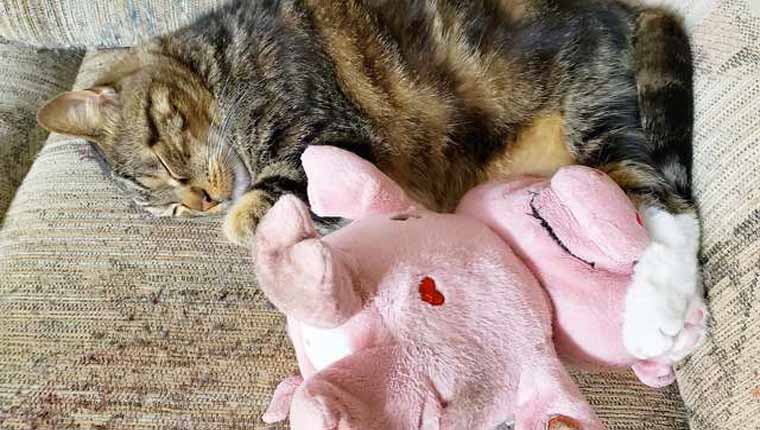 curiosidades sobre gatos ursinho de pelúcia
