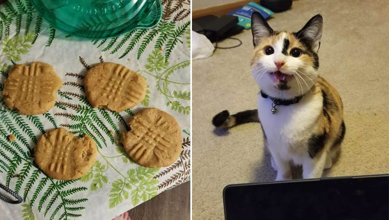 gata deu uma mordida em cada um dos biscoitos