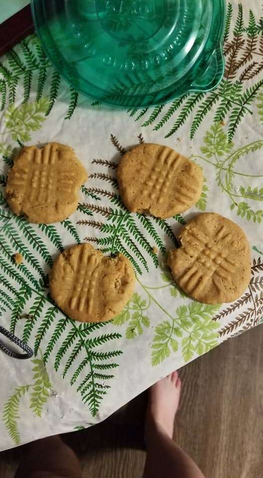 gata mordeu biscoitos