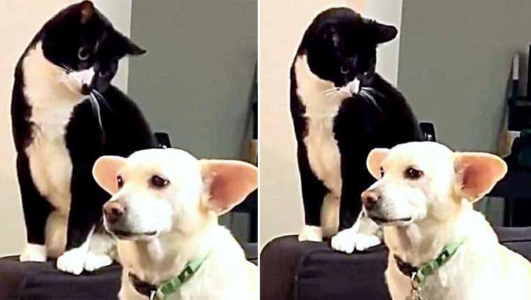 gata provoca cãozinho