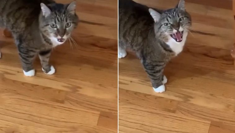 Gata acostumada ao silêncio reclama por donos estarem em casa na quarentena