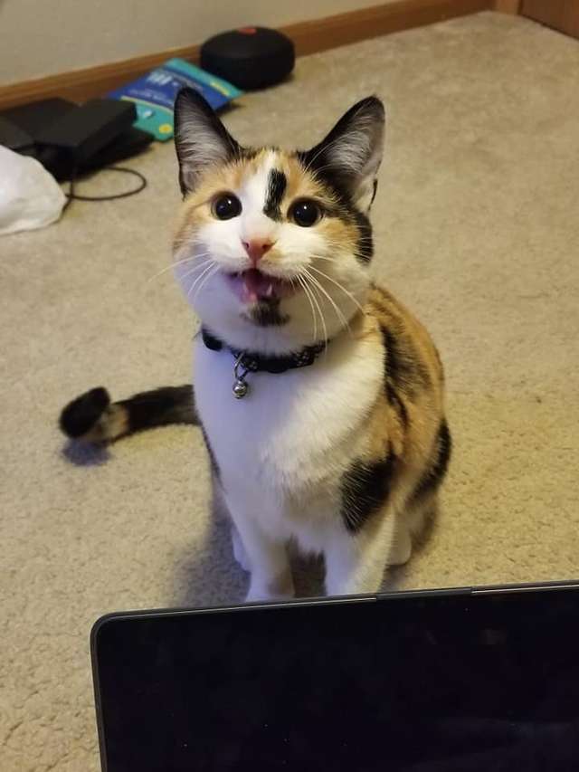 gatinha gosta de comida