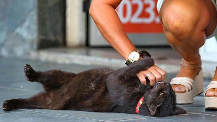 gato famosos bairro Menino Deus