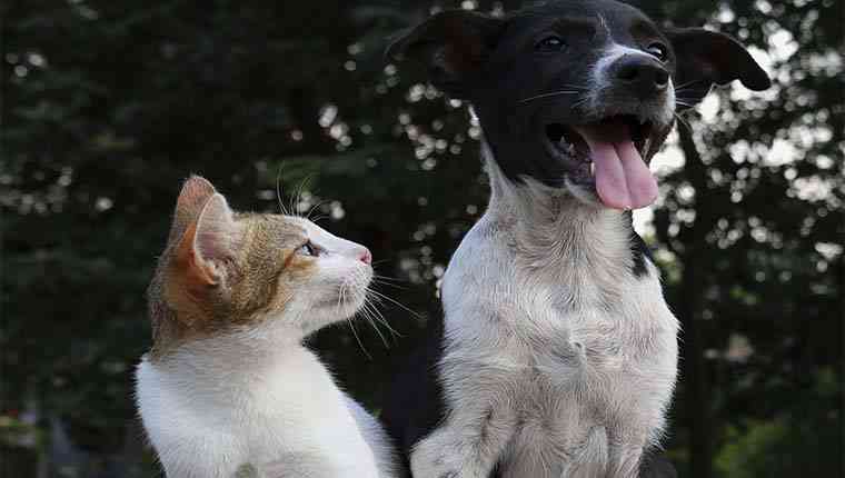 gatos e cachorros não transmitem o coronavírus
