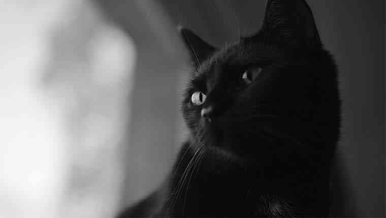gatos pretos sofrem mais na sexta-feira 13