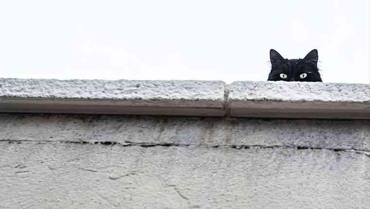 gatos pretos sofrem preconceito