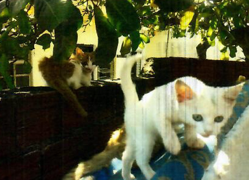 mulher abandonou gatos