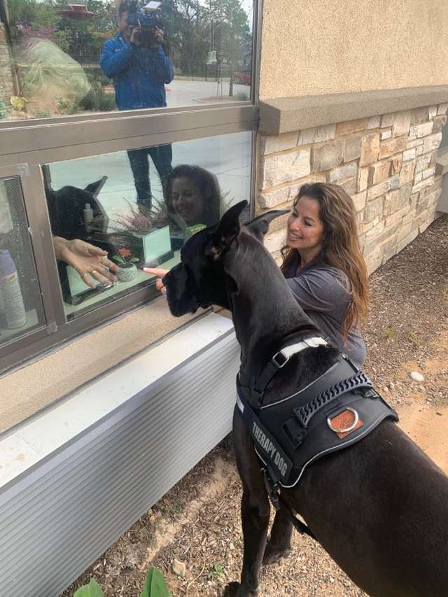 cão de terapia para idosos