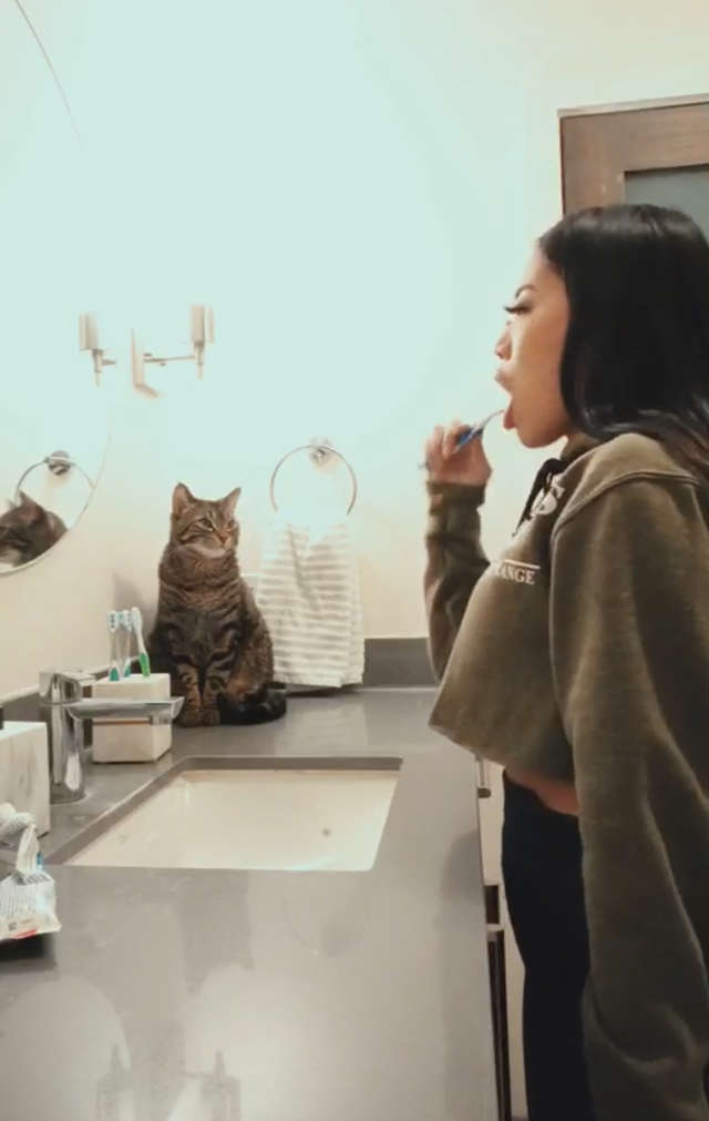 Gato aprendeu a escovar os dentes