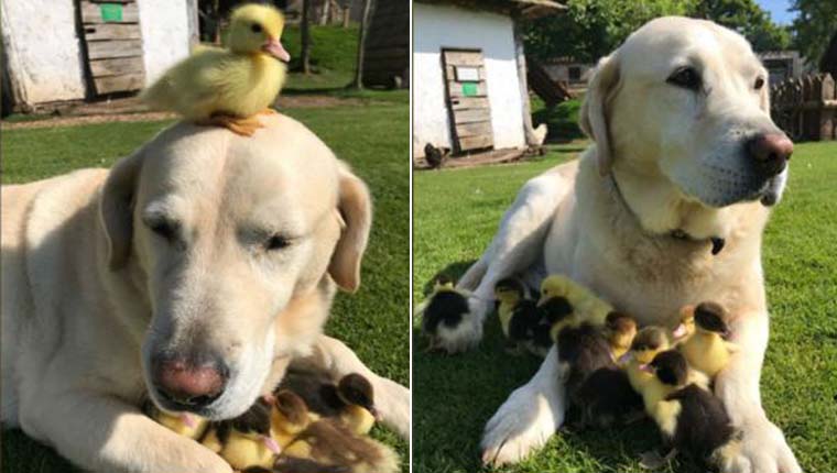 labrador adotou patinhos