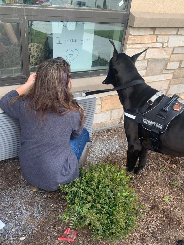 Cão terapeuta visita idosos em isolamento para mostrar carinho