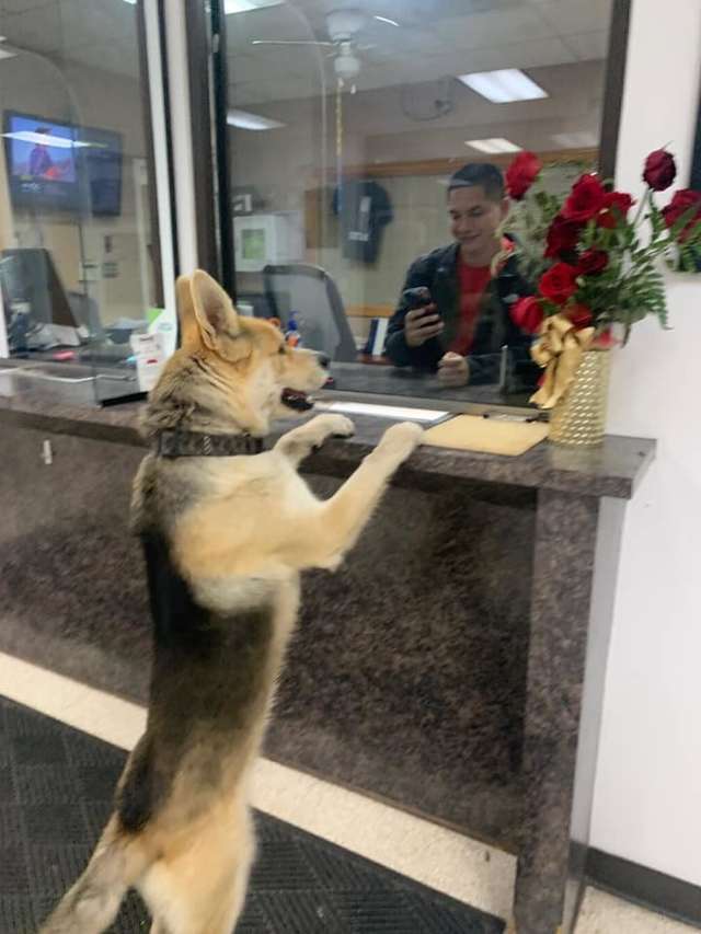 cão desaparecido na delegacia