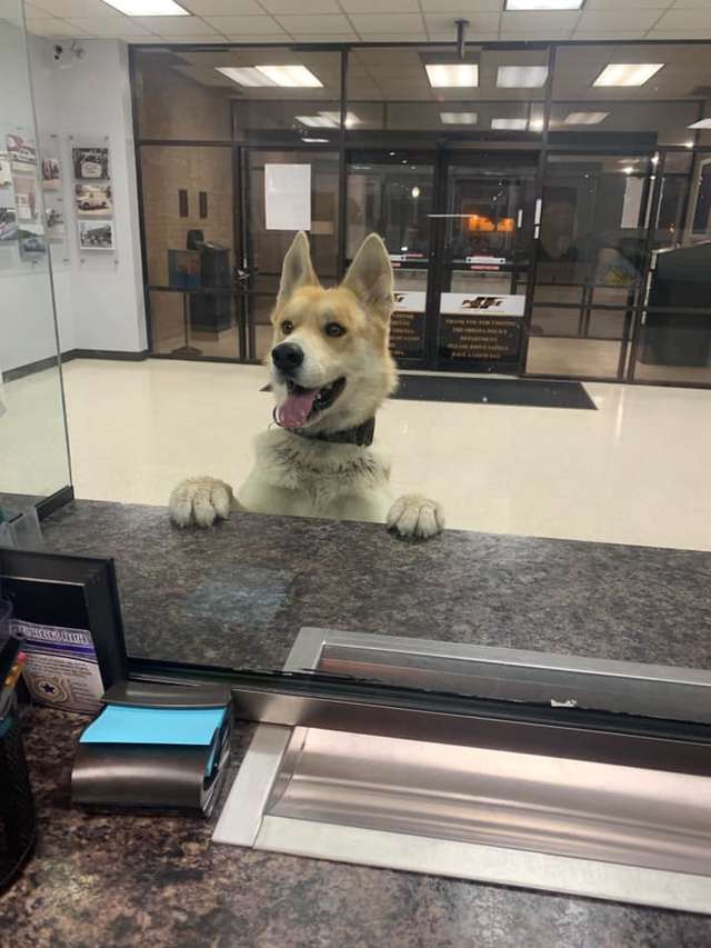 cachorro foi na delegacia