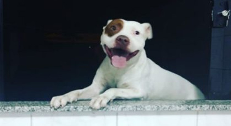 vizinho ameaçou matar cachorro